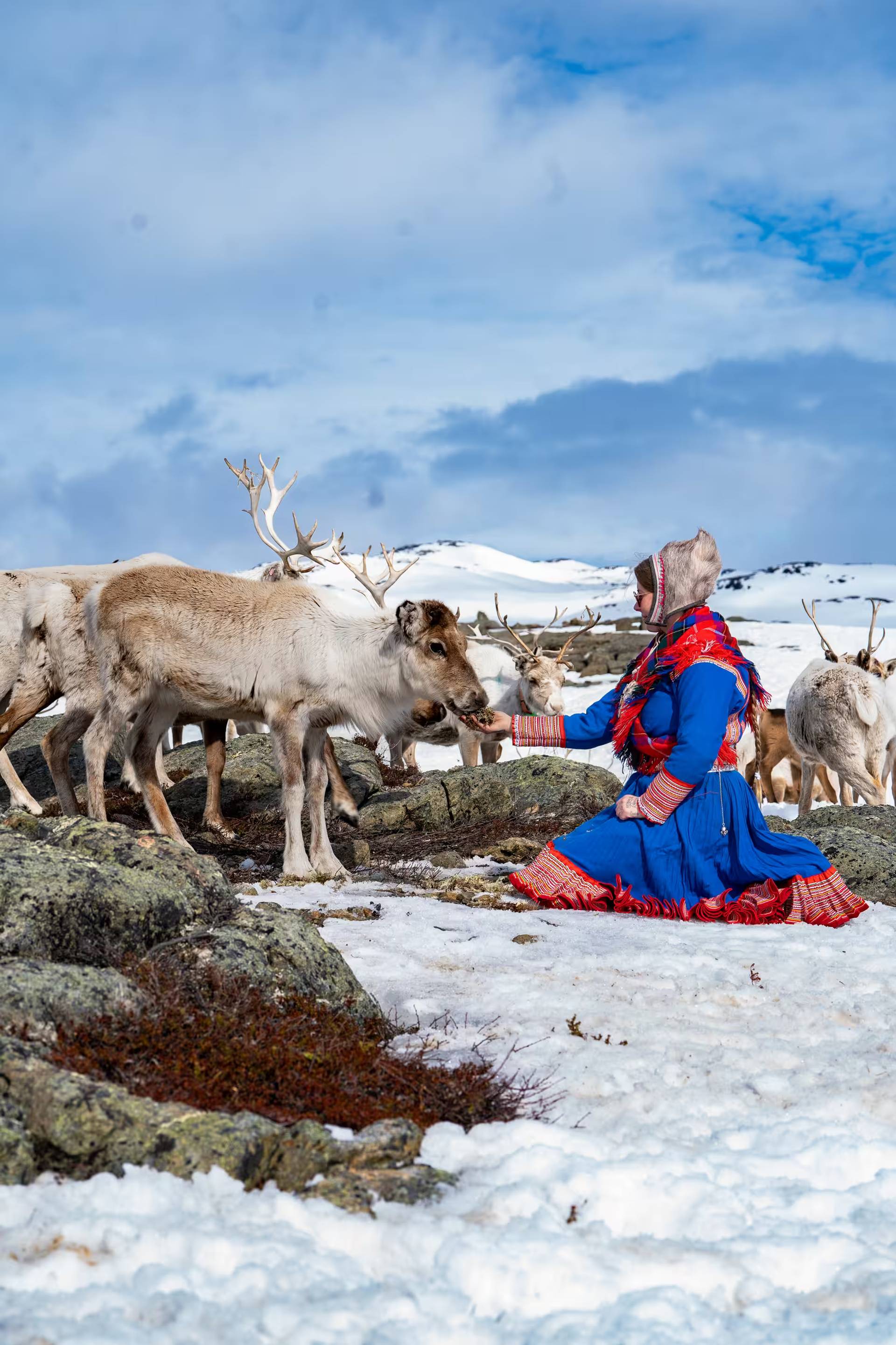 Spring Reindeer Calving Experience – 4