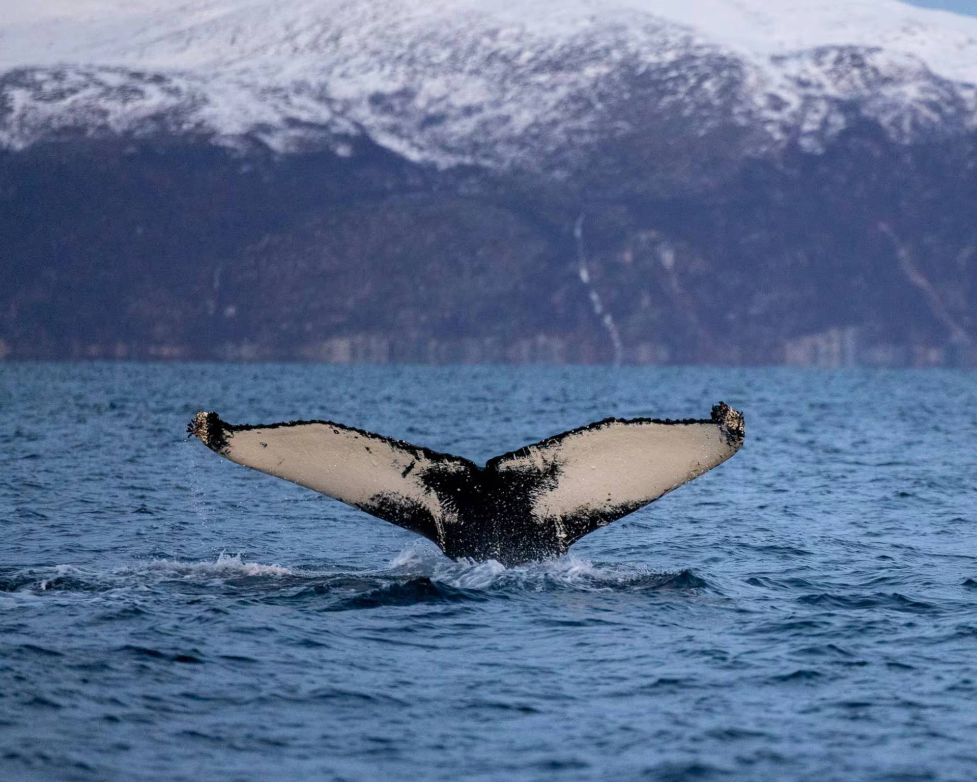 Witness Whale Magic!