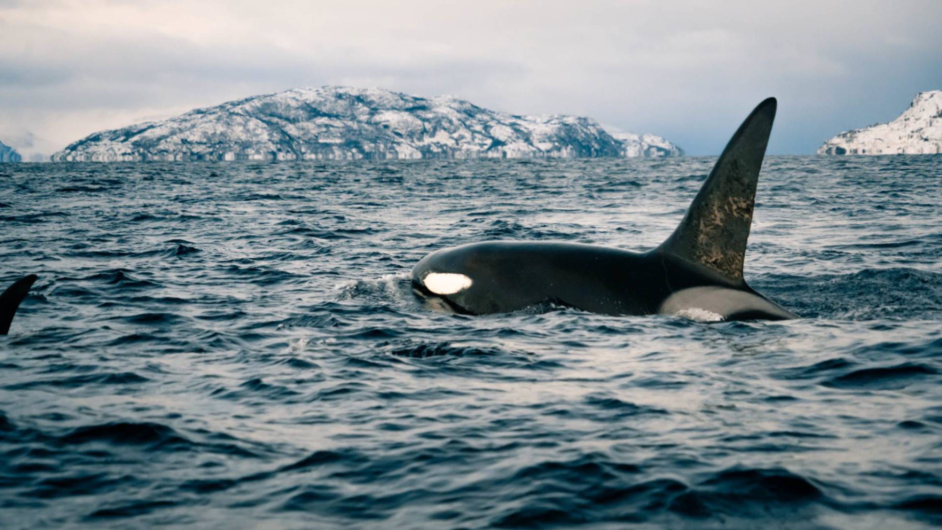 RIB Fjord & Whale Adventure – 3