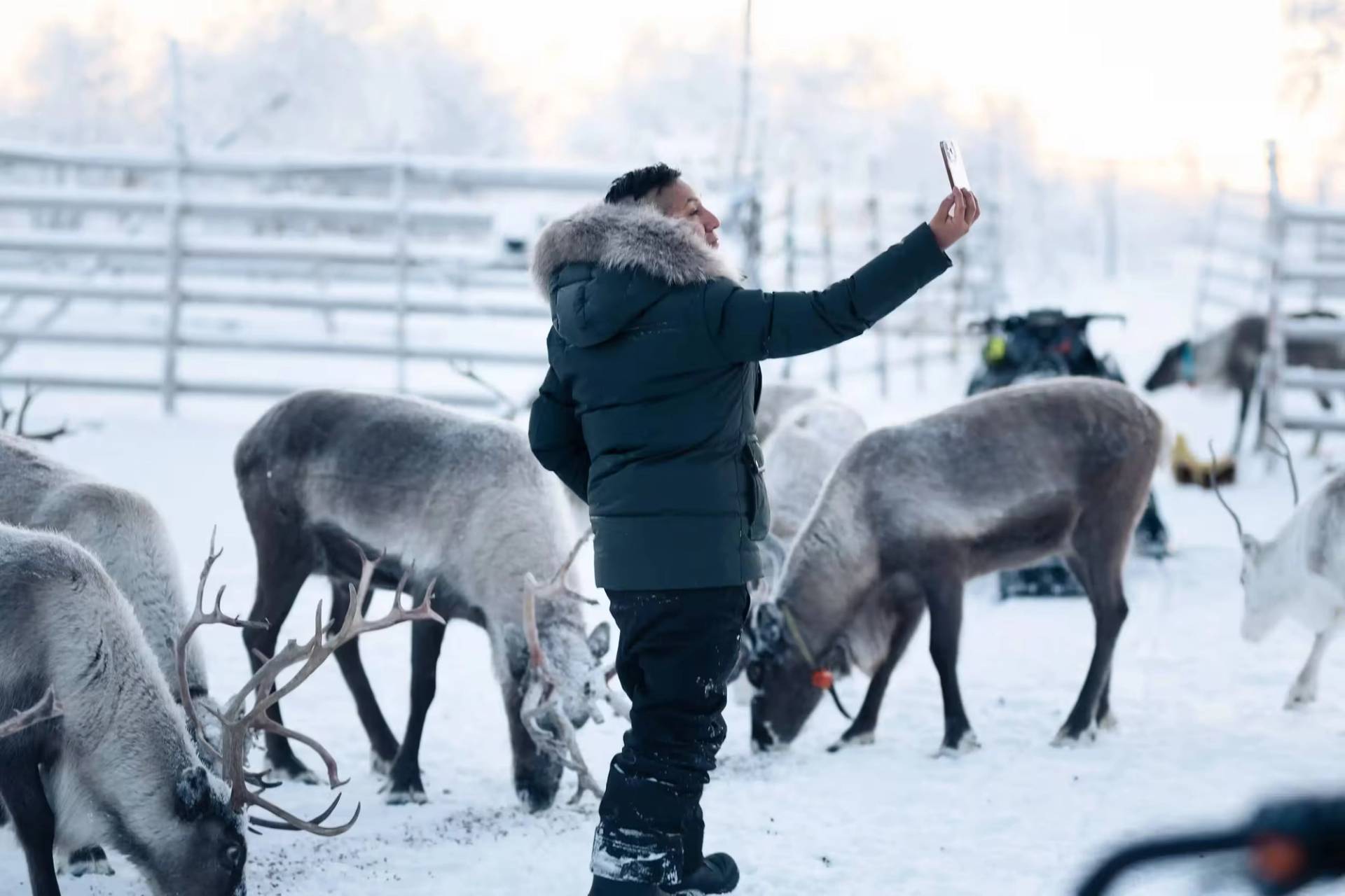 Meet Reindeer in Their Natural World!