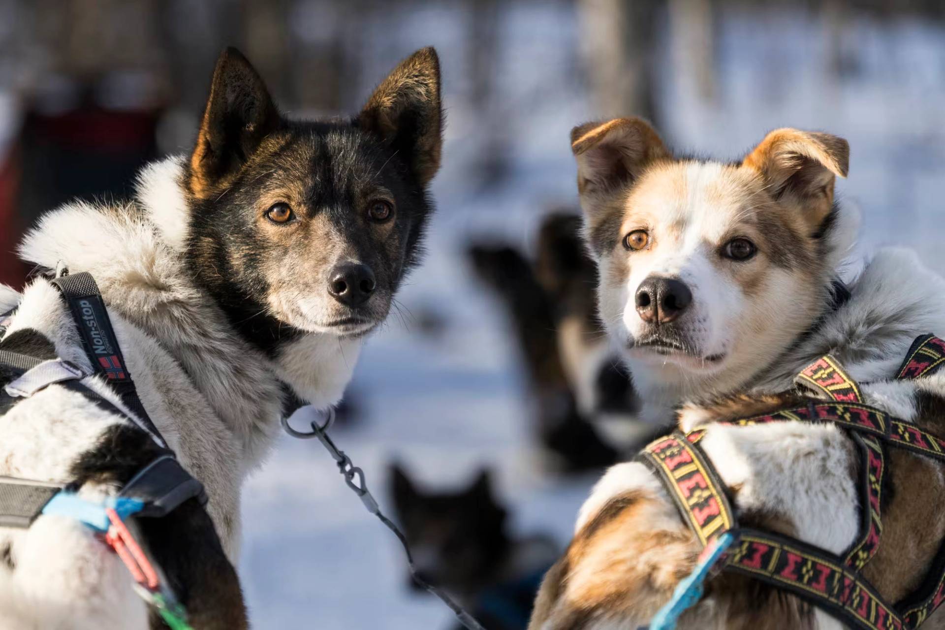 Bond With Your Dogs for Five Days!