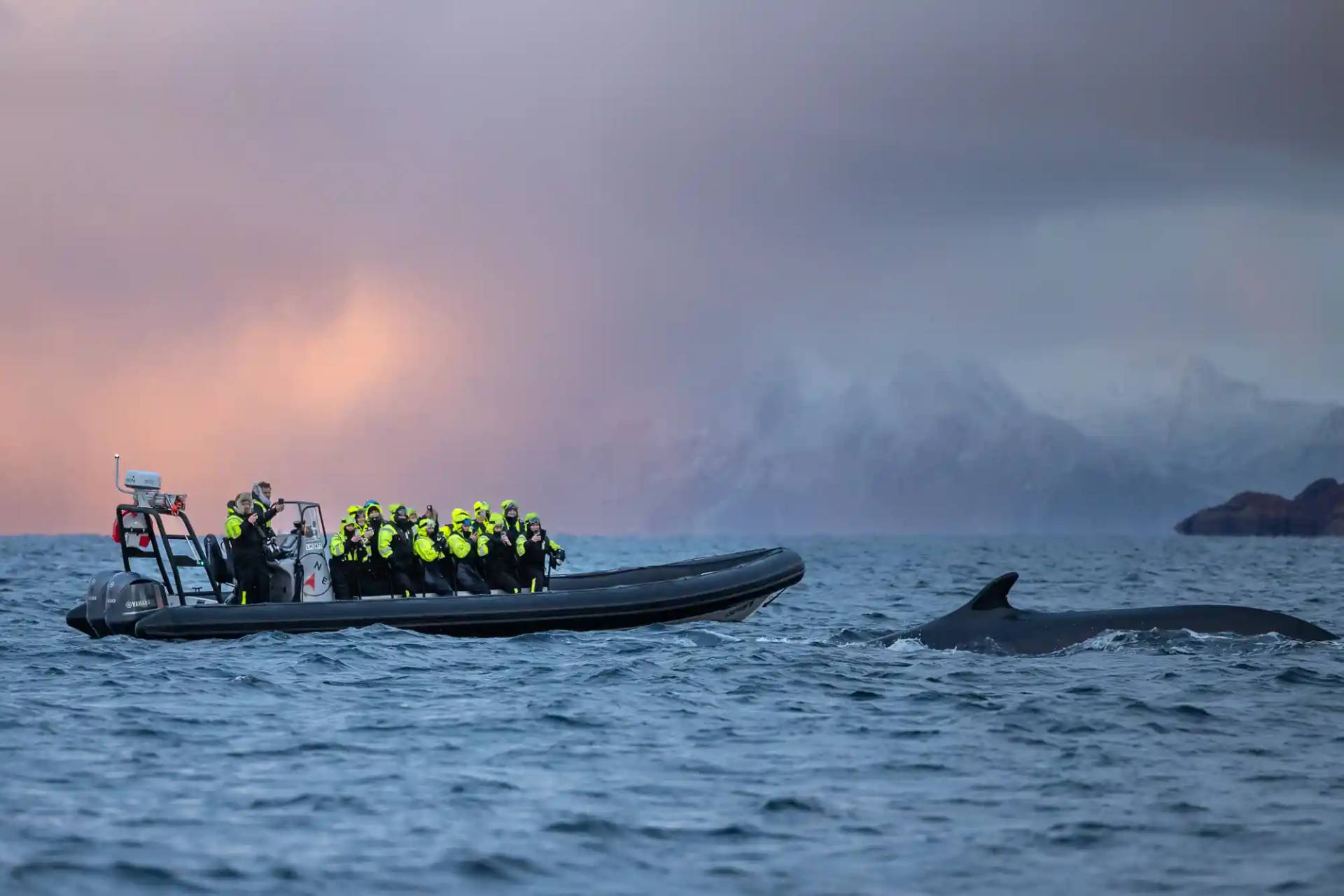 RIB Fjord & Whale Adventure