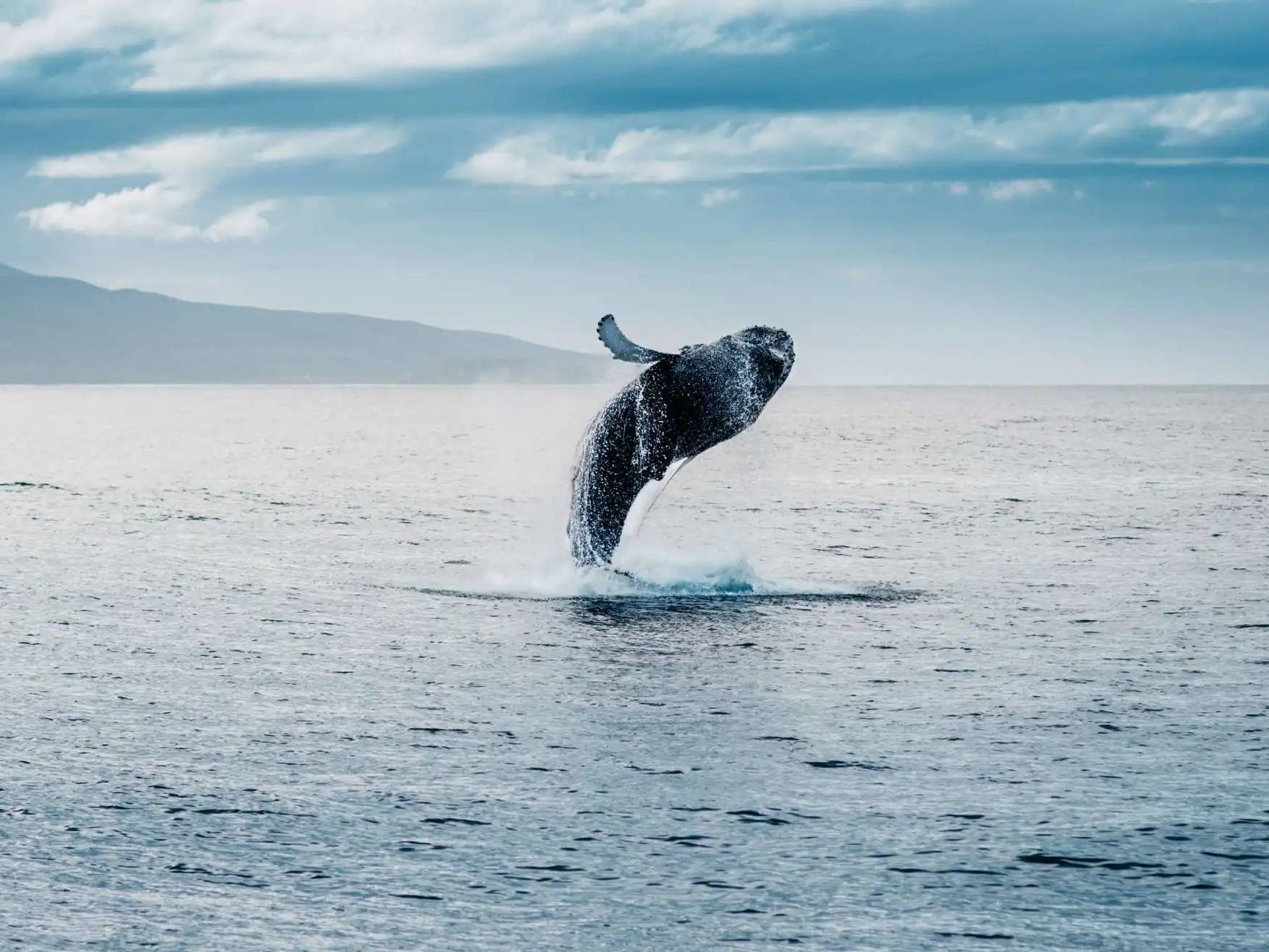 Watch Giants Breach the Surface!