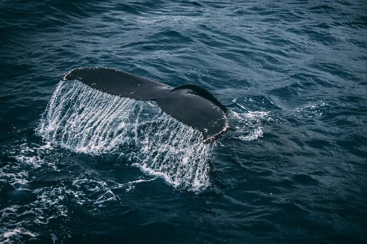 Whale fin sticking out of the water