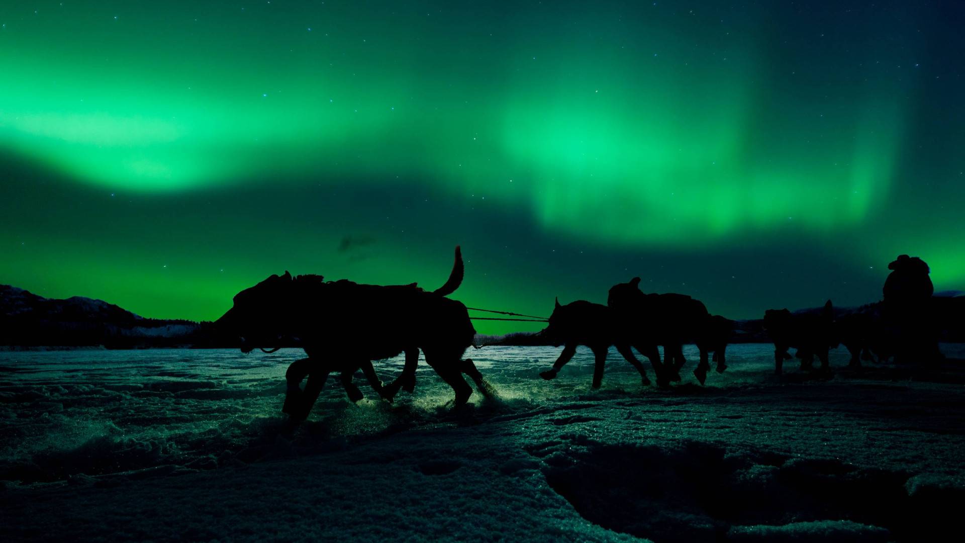 Dog Sledding under the Northern Light – 4