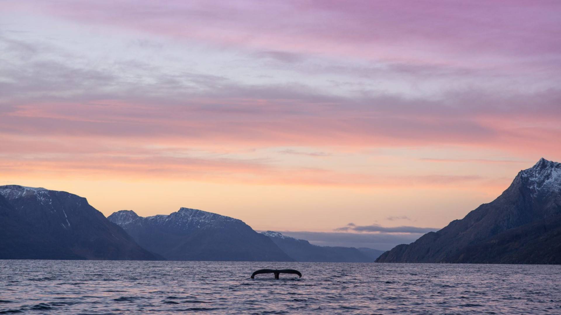 Cruise Fjord & Whale Adventure – 4
