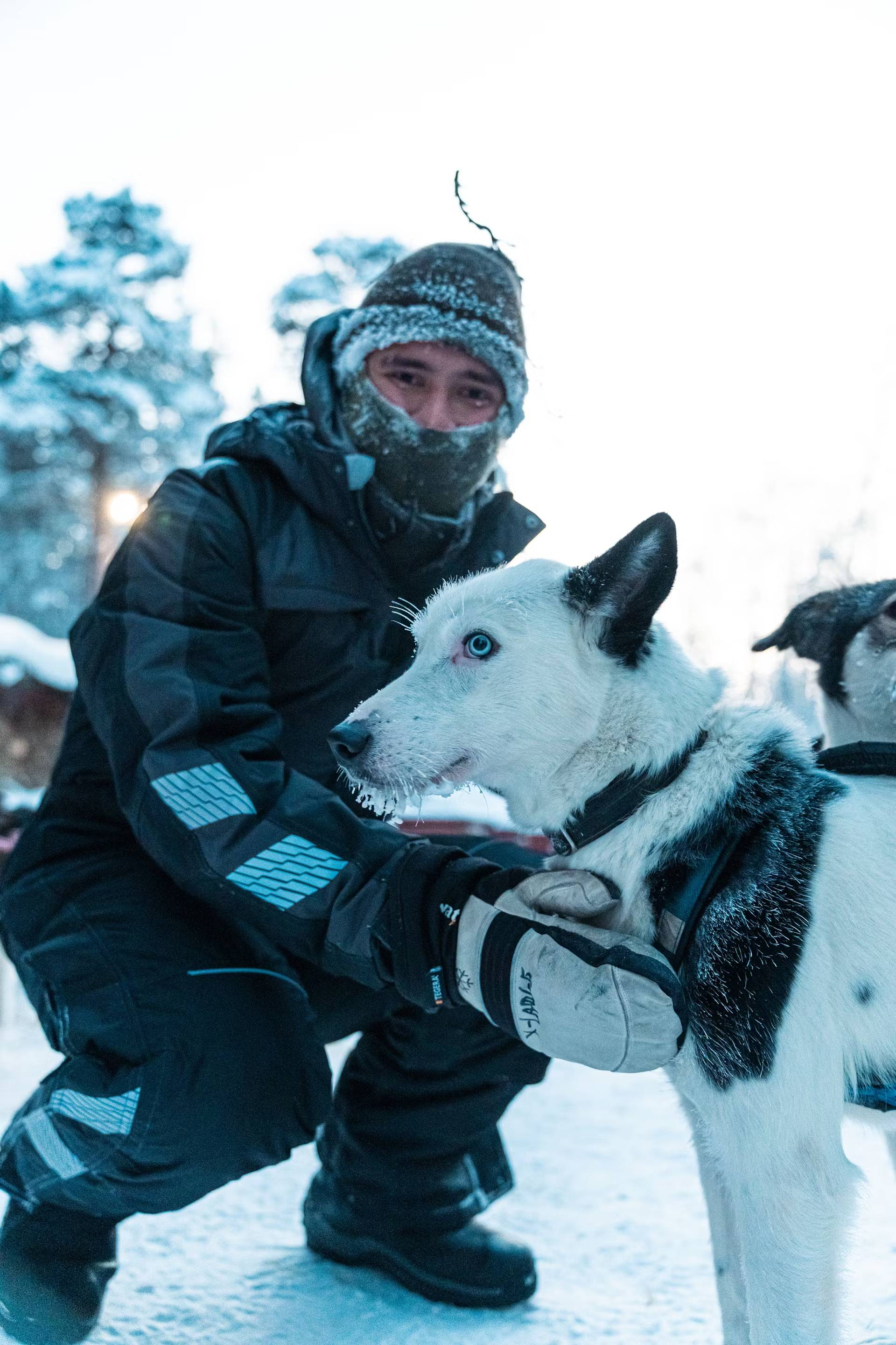 Arctic Wilderness Evening: Husky, Dinner, and the Aurora Borealis – 2