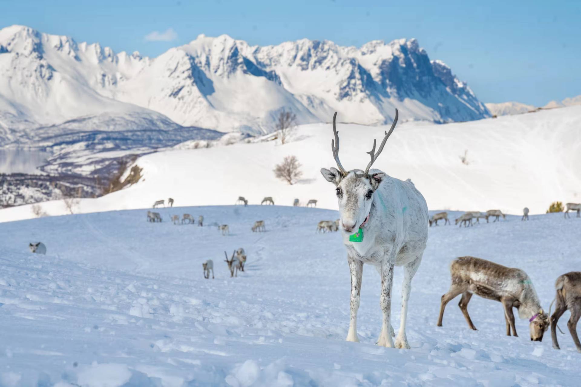 Where the Herd Leads – Spring Migration in the Arctic Mountains – 3