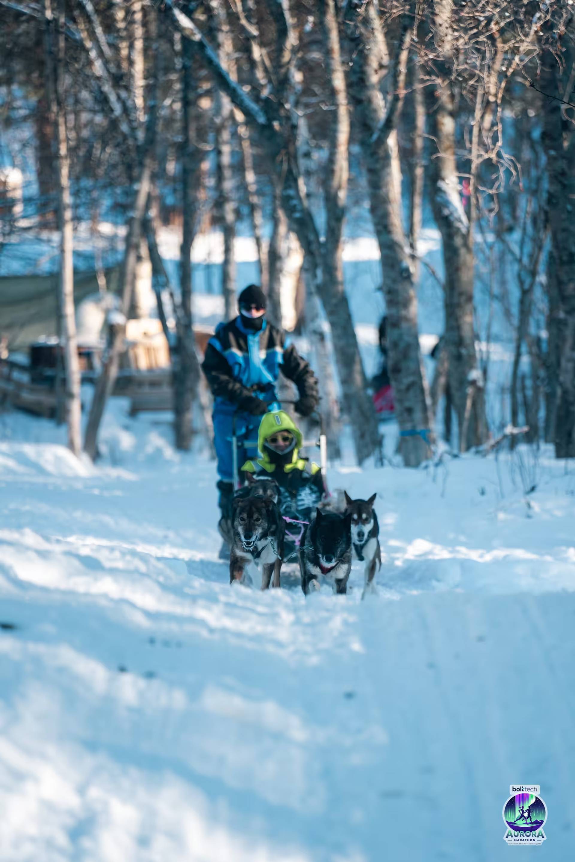 Dog Sledding Adventure