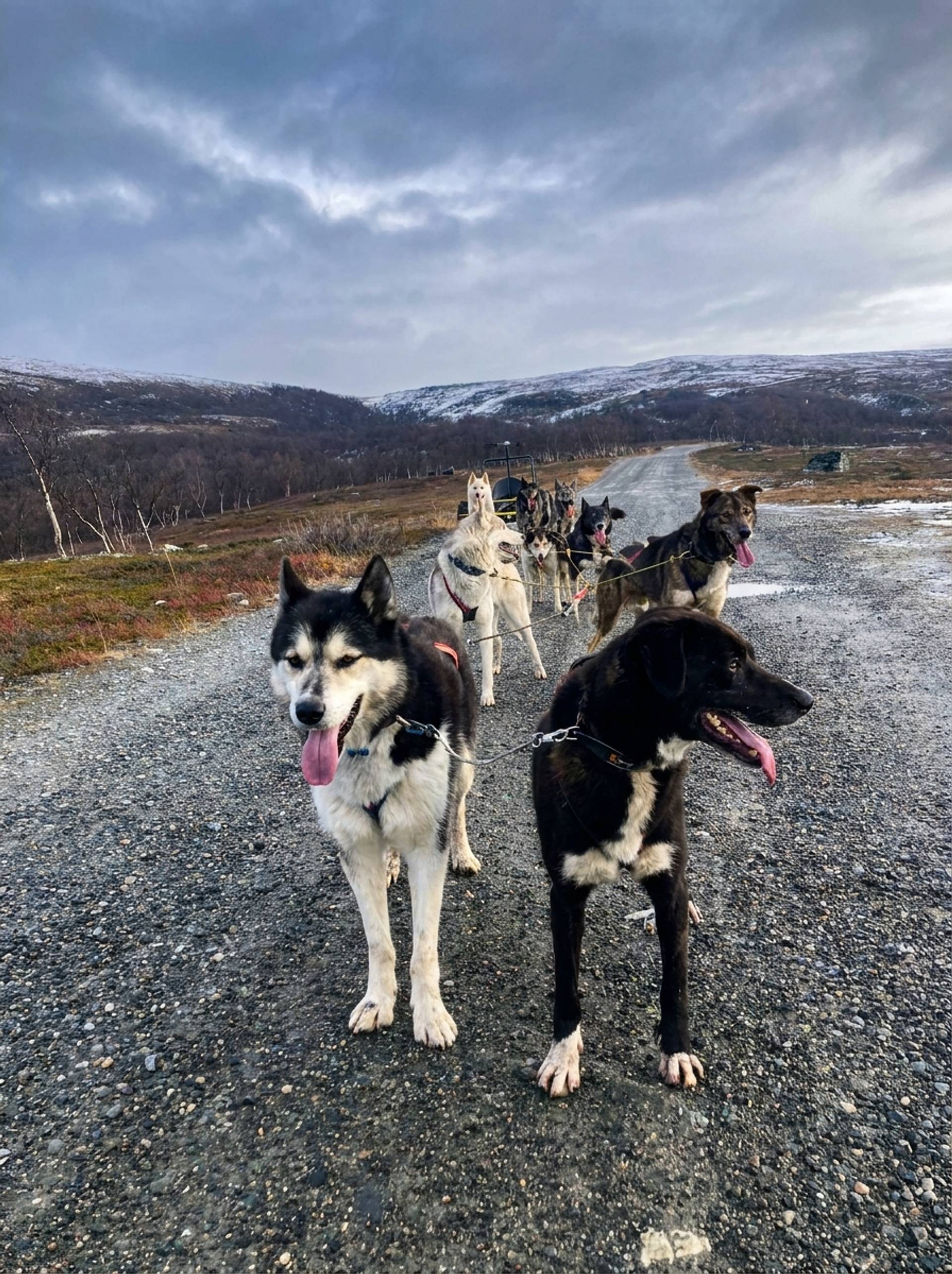 Husky Wagon Adventure  – 3