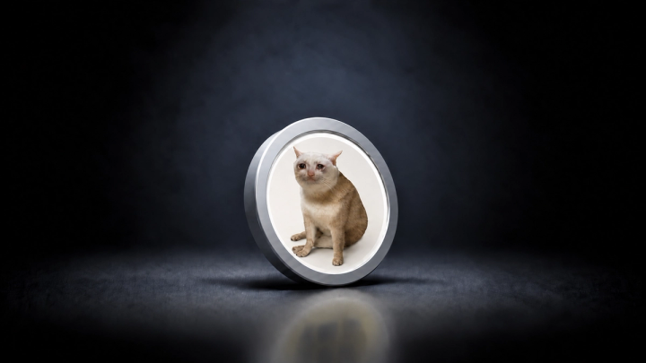 CASH Cat Token Image