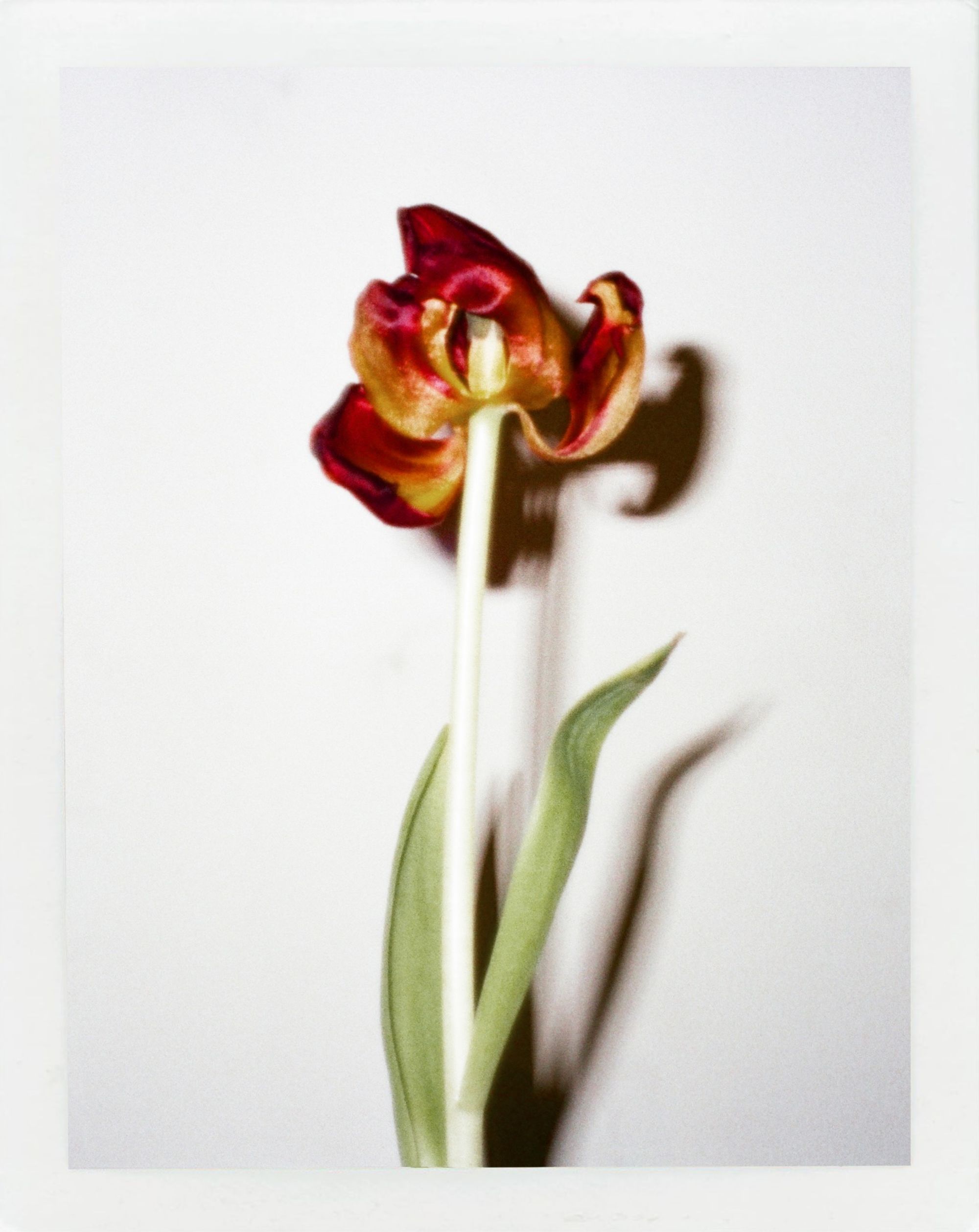 OBJECTS OF DESIRE — 3