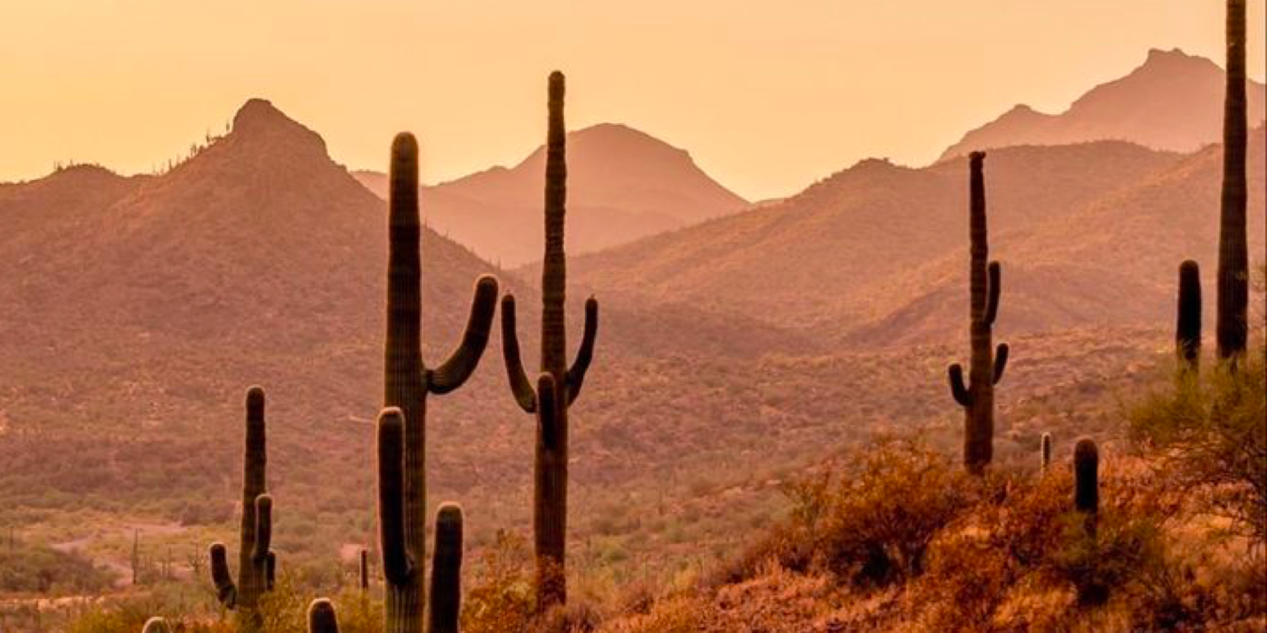 A hero Rosie Lee image