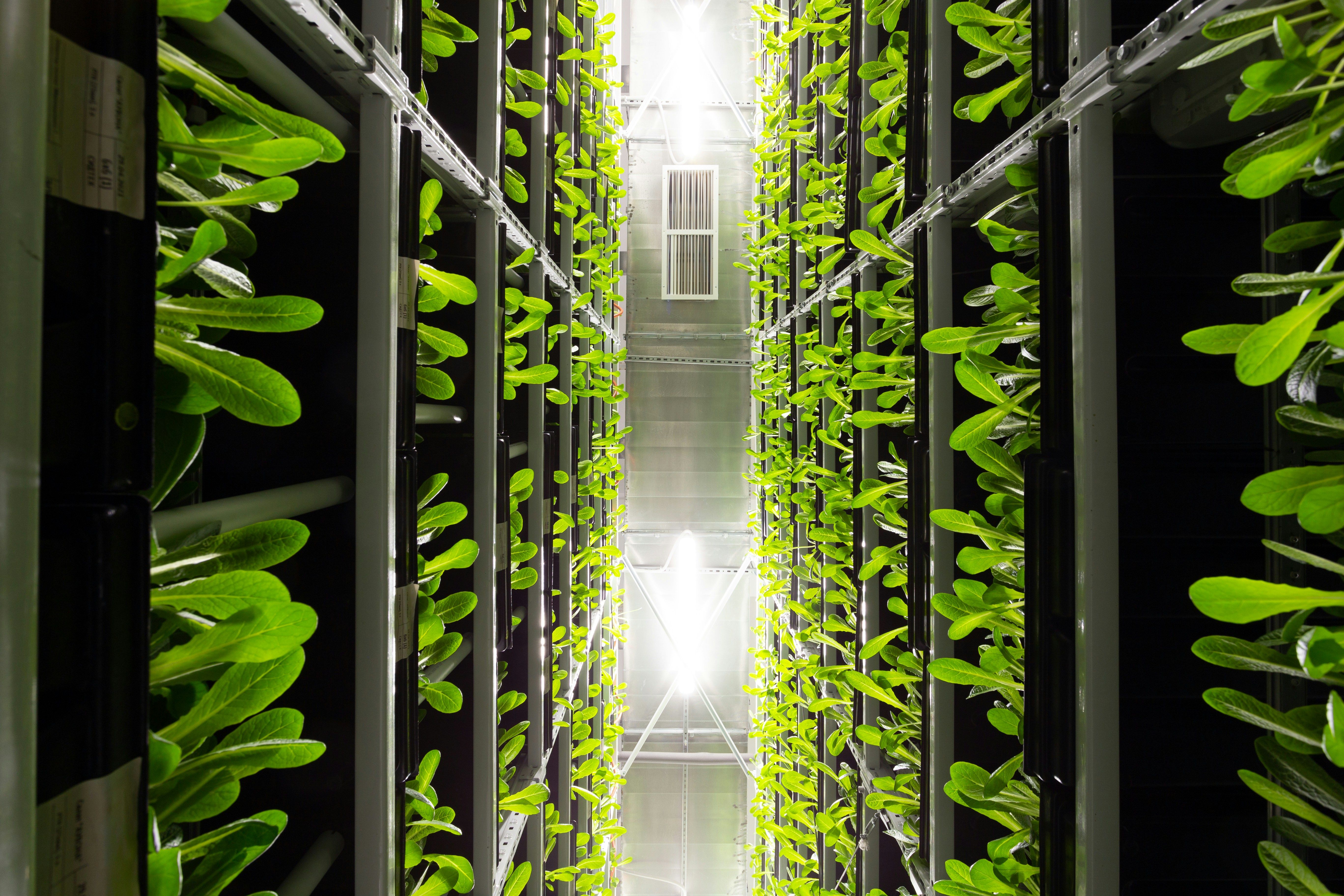 Indoor agriculture business powered by graphene