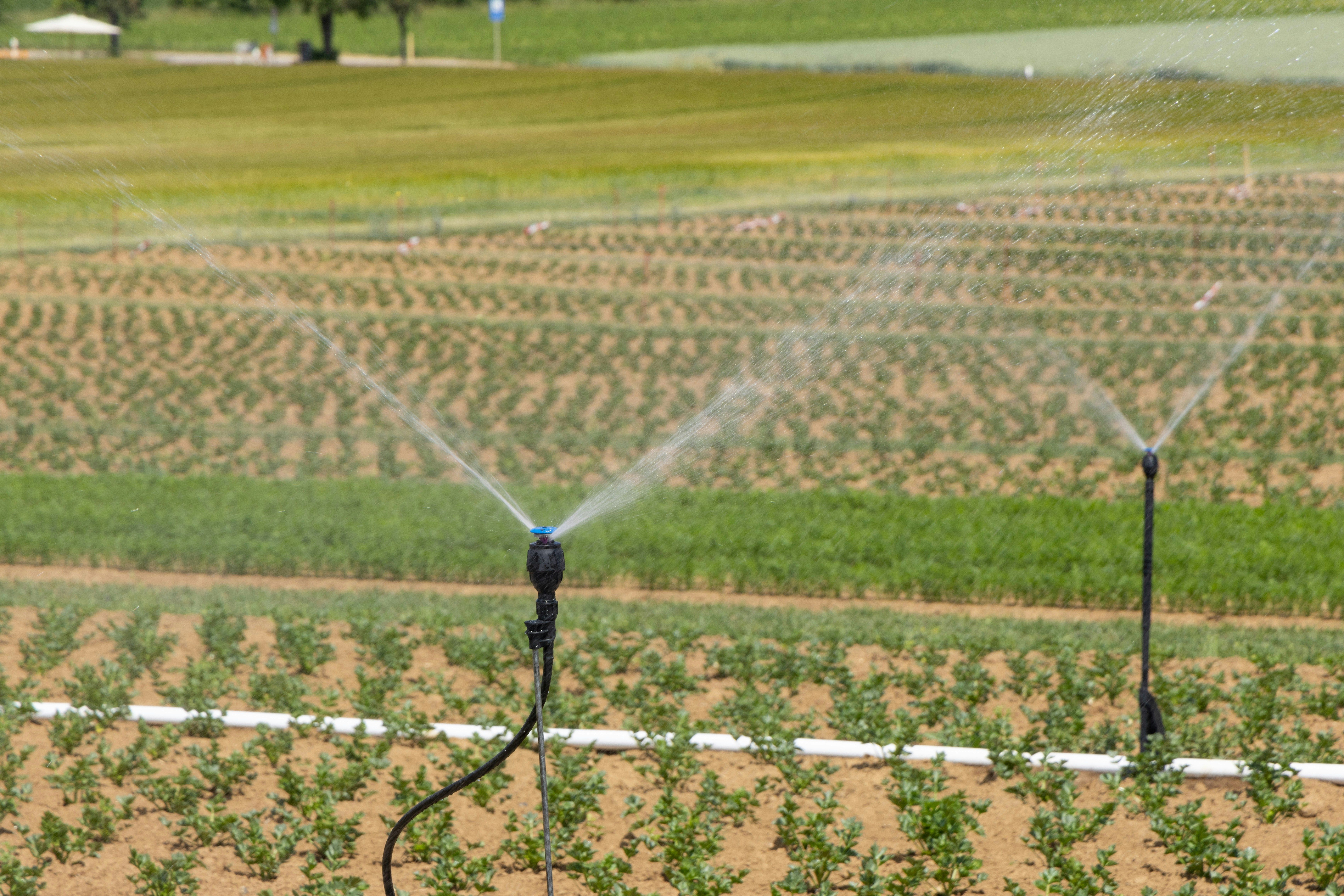 Irrigation of row crops