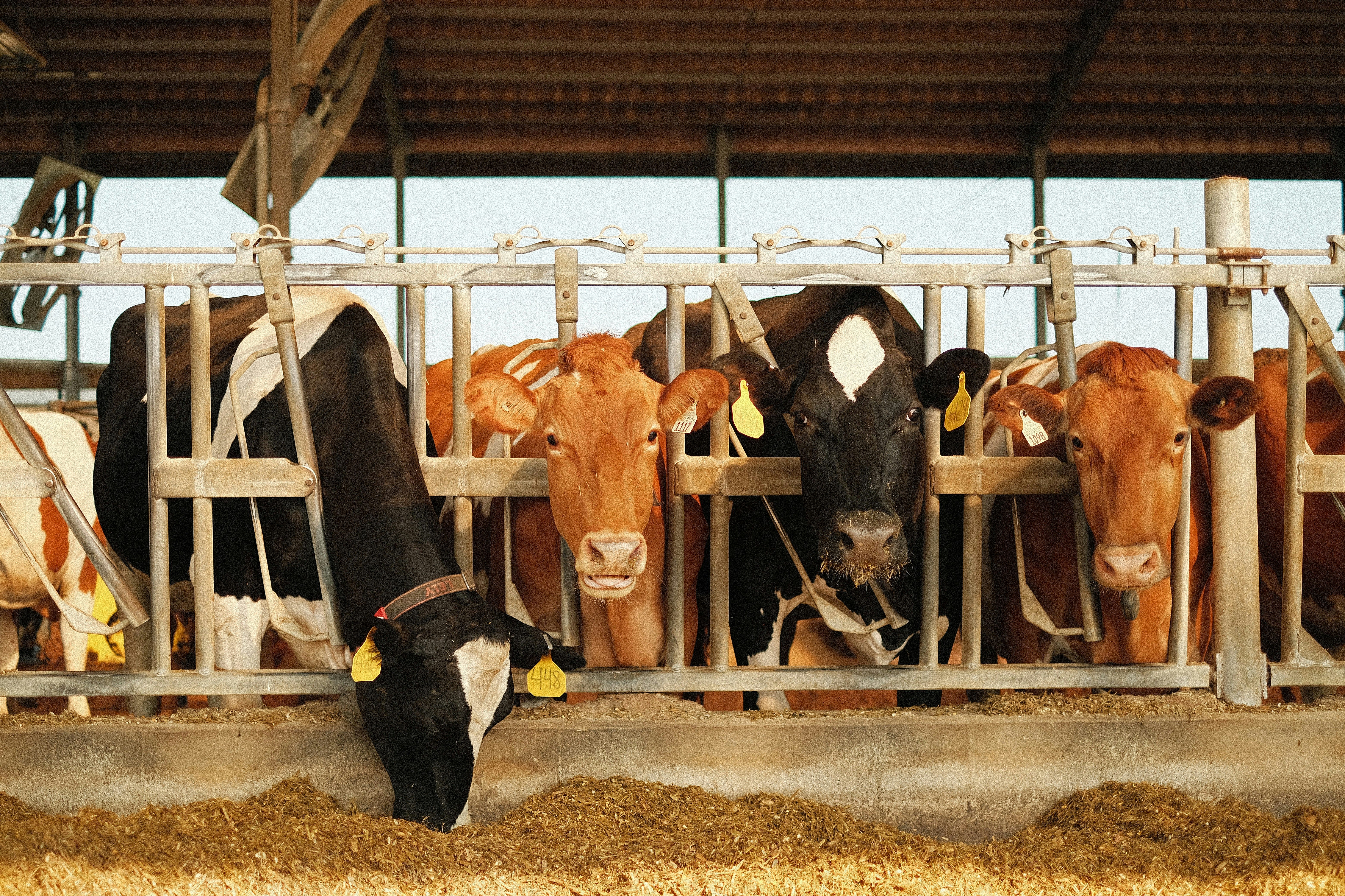 big dairy farms happy cows
