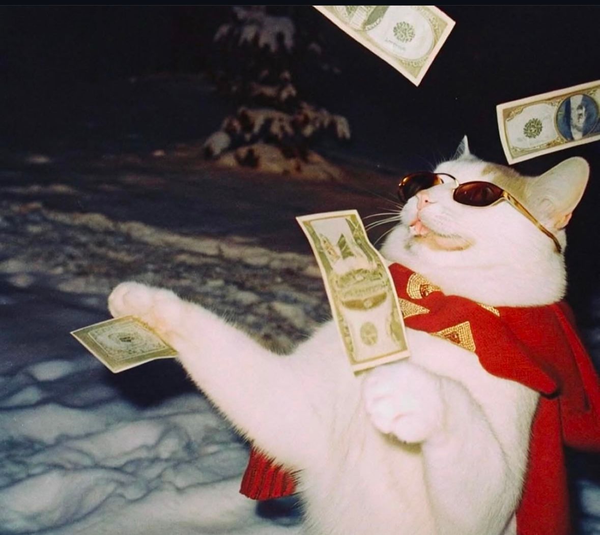 cat with money