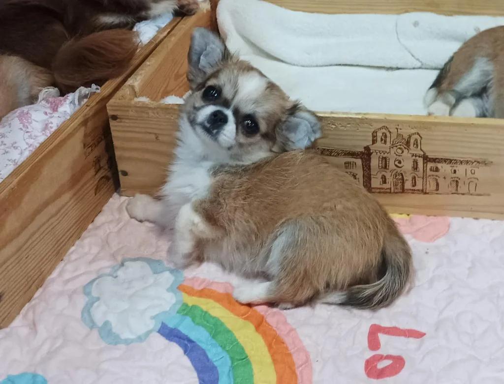 Karlen de MixBeibichis, chihuahua macho