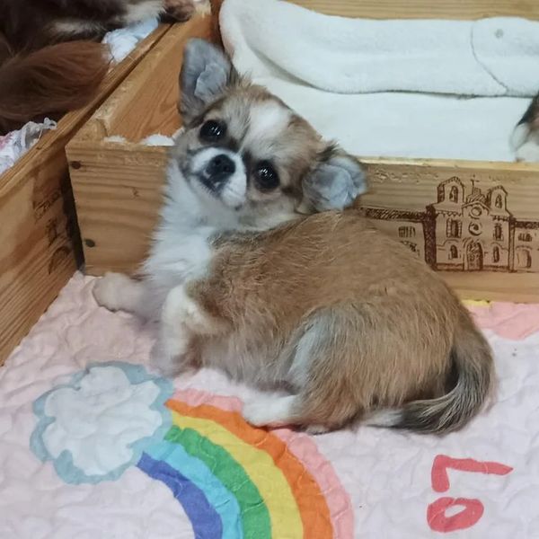 Karlen de MixBeibichis, chihuahua macho
