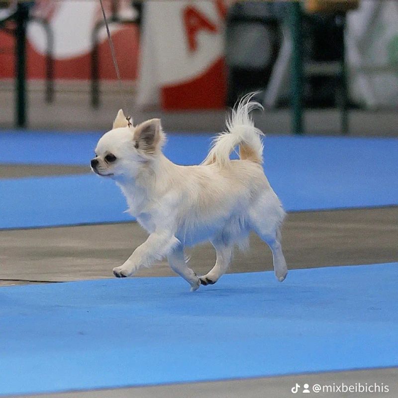 Alpha, chihuahua macho