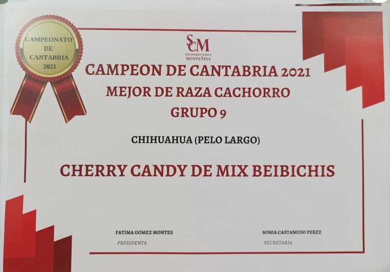 Cherry Candy, chihuahua hembra