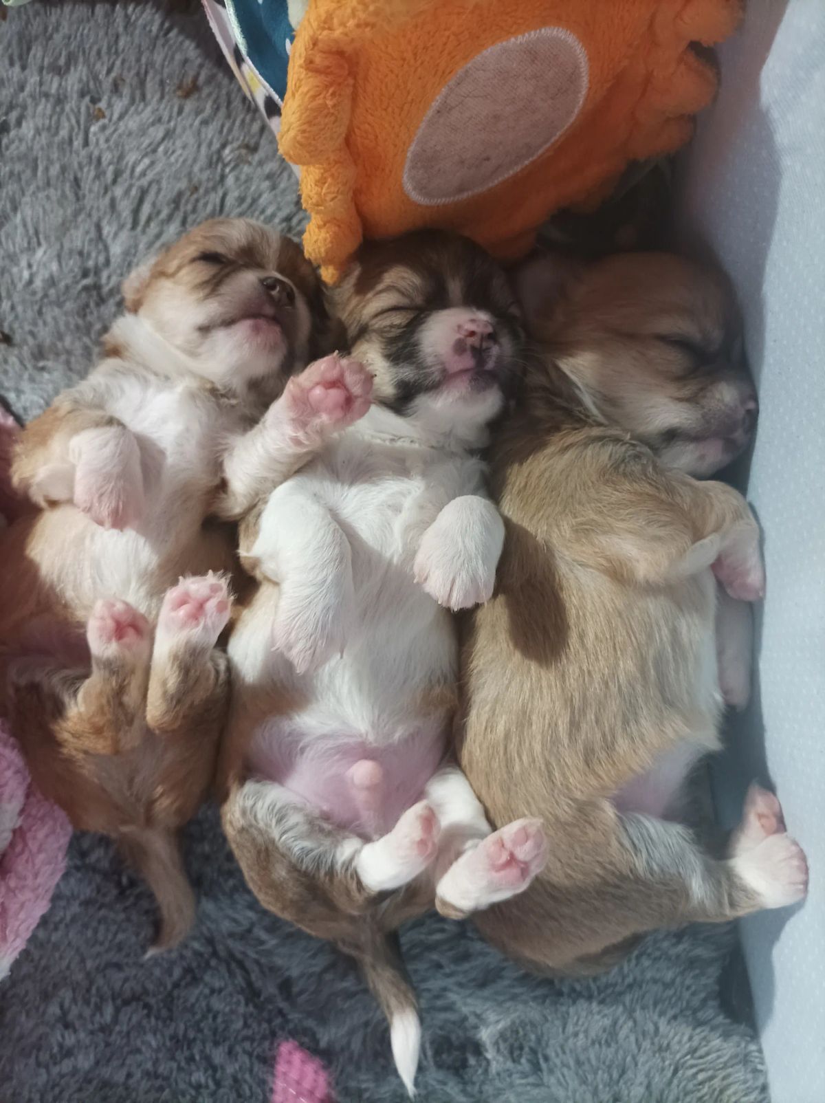 Selección de cría de chihuahuas