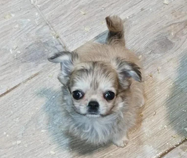 Nikolay de MixBeibichis, chihuahua macho