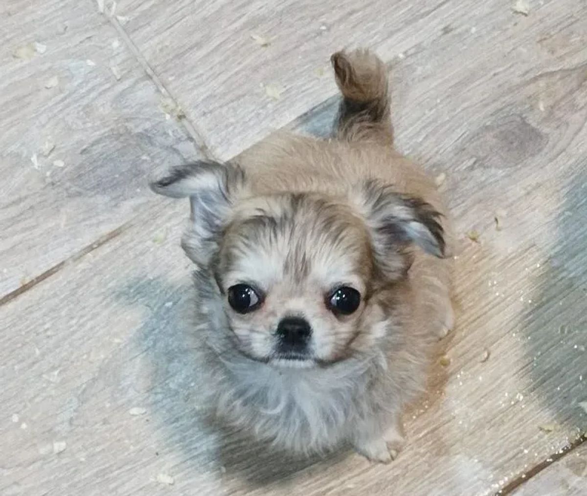 Nikolay de MixBeibichis, cachorro de chihuahua macho