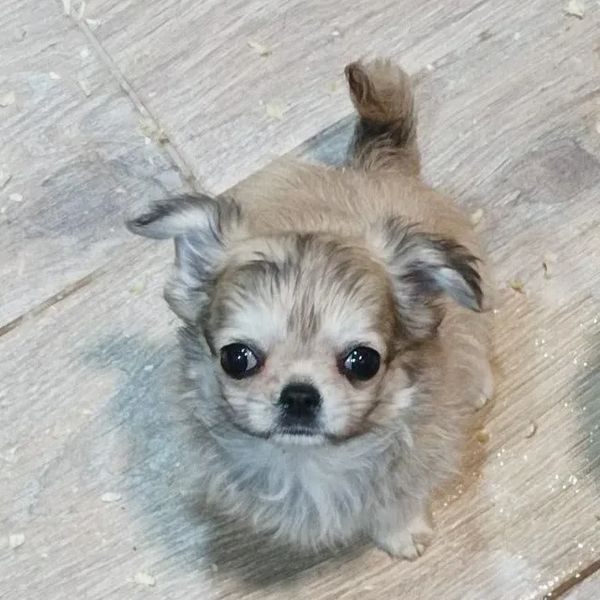 Nikolay de MixBeibichis, chihuahua macho