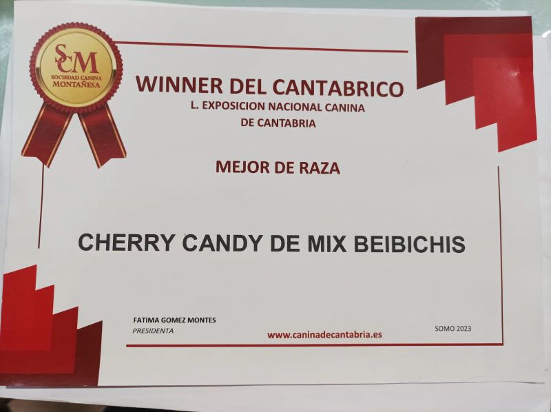 Cherry Candy, chihuahua hembra