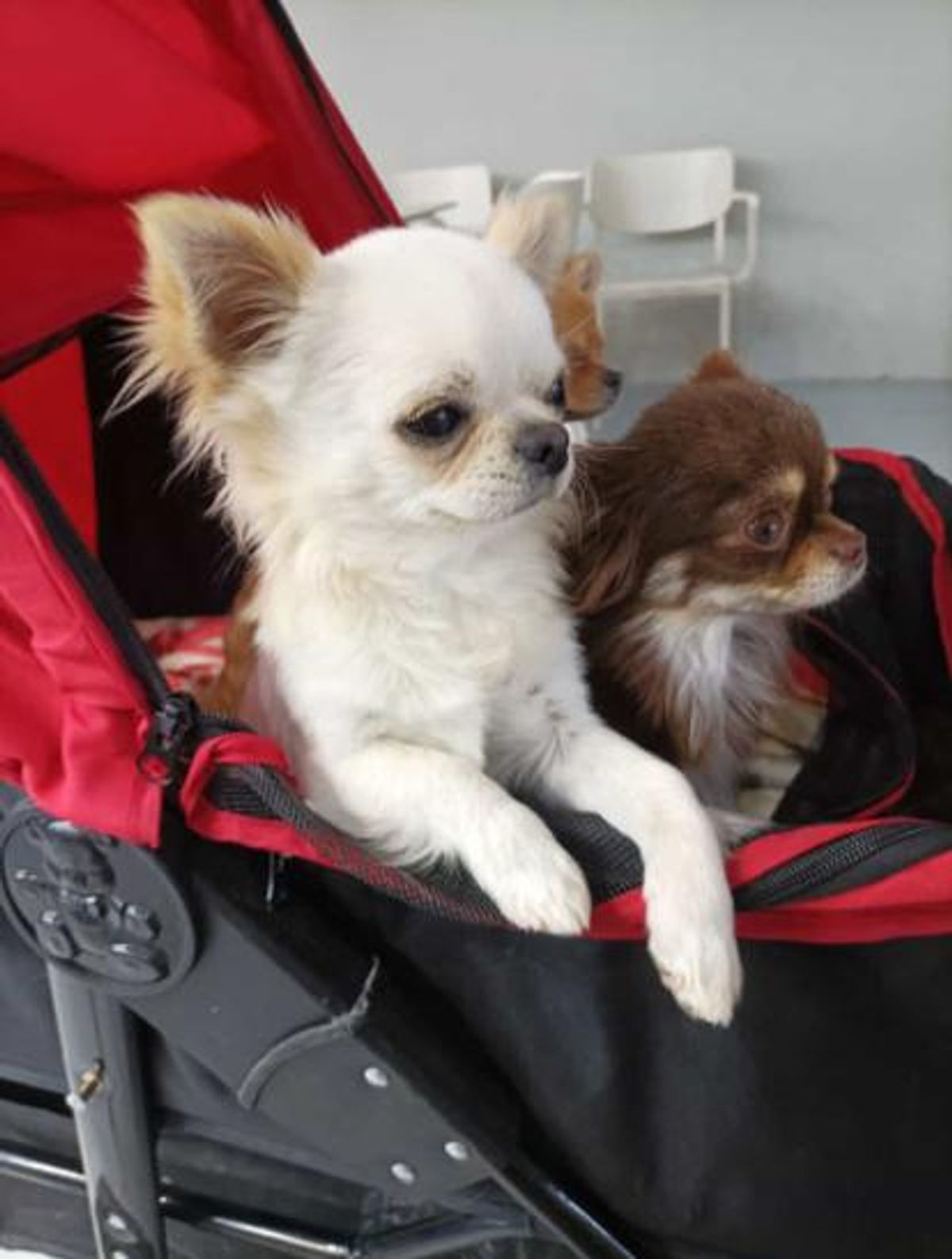 Dos chihuahuas de Mix Beibichis en su carrito de paseo