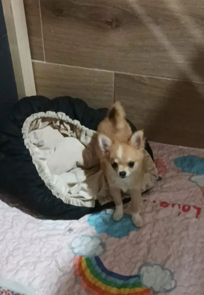 Giovanni de MixBeibichis, cachorro de chihuahua macho