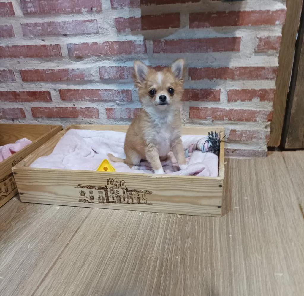 Giovanni de MixBeibichis, chihuahua macho
