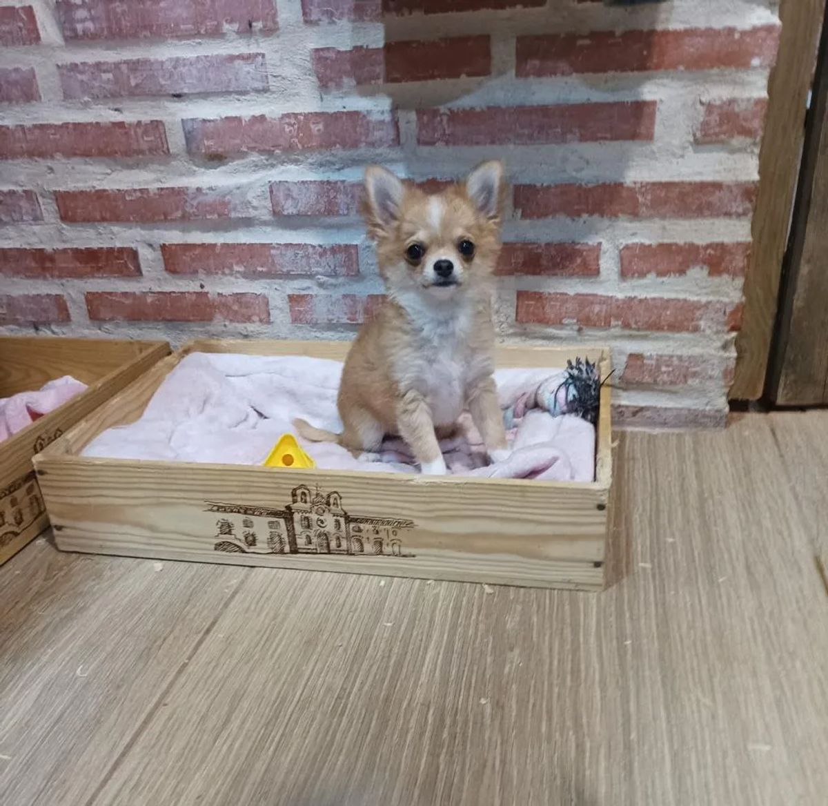 Giovanni de MixBeibichis, cachorro de chihuahua macho