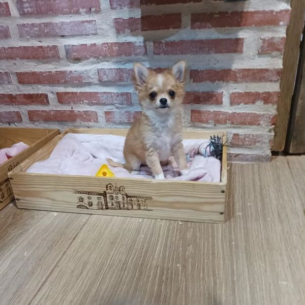 Giovanni de MixBeibichis, chihuahua macho