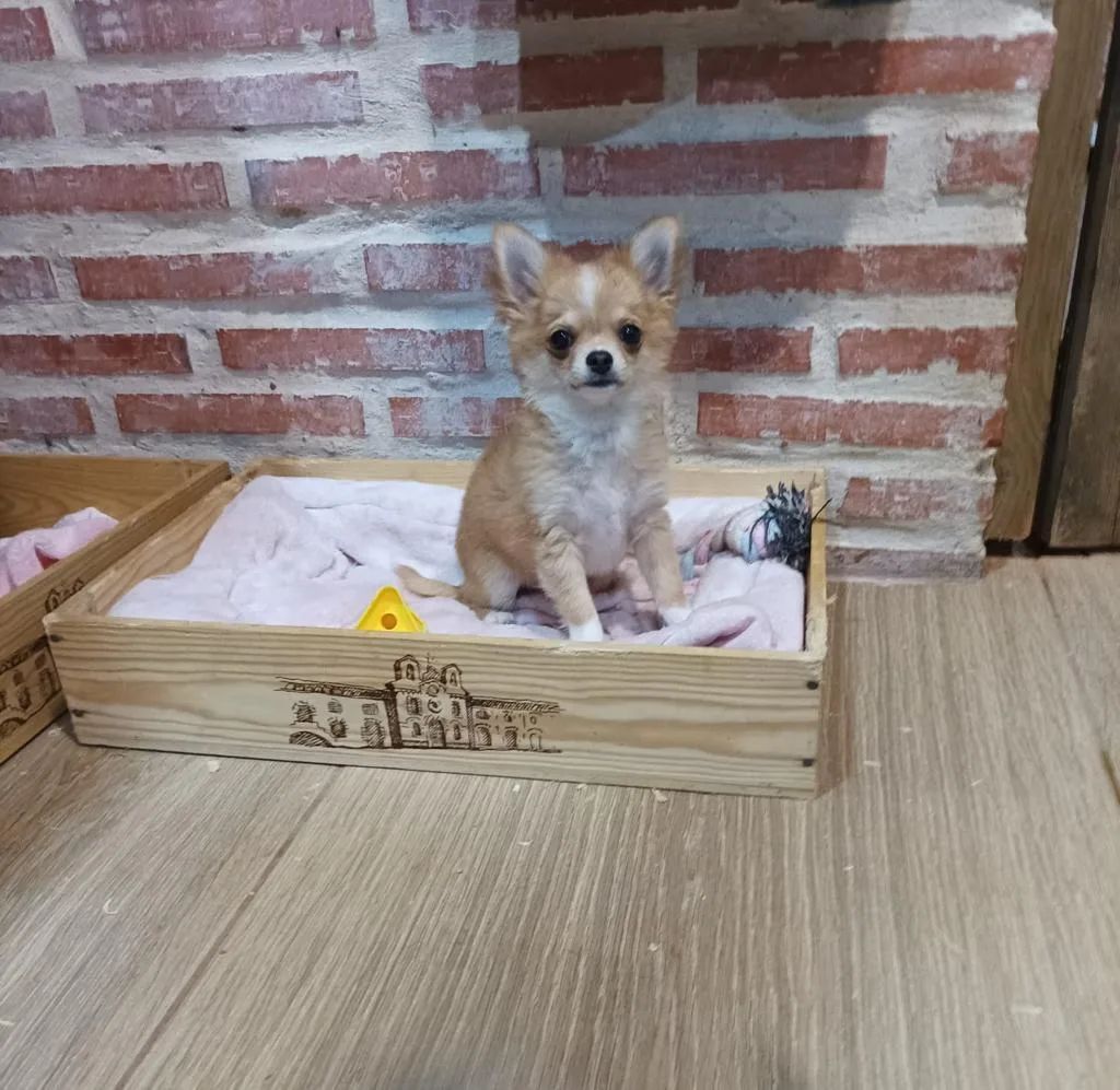 Giovanni de MixBeibichis, cachorro de chihuahua macho