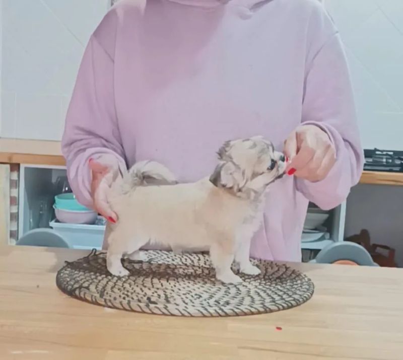Nikolay de MixBeibichis, cachorro de chihuahua macho