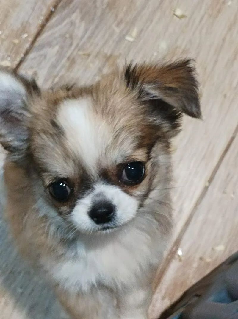 Karlen de MixBeibichis, cachorro de chihuahua macho