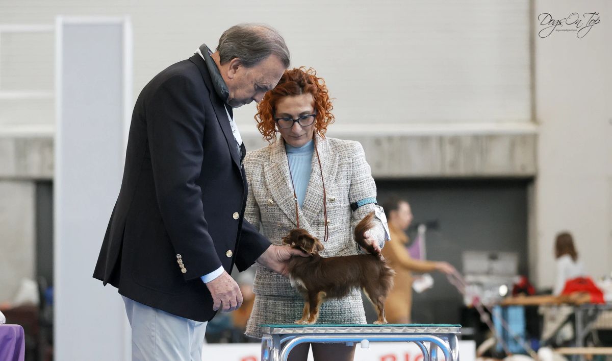 Qué es una exposición canina