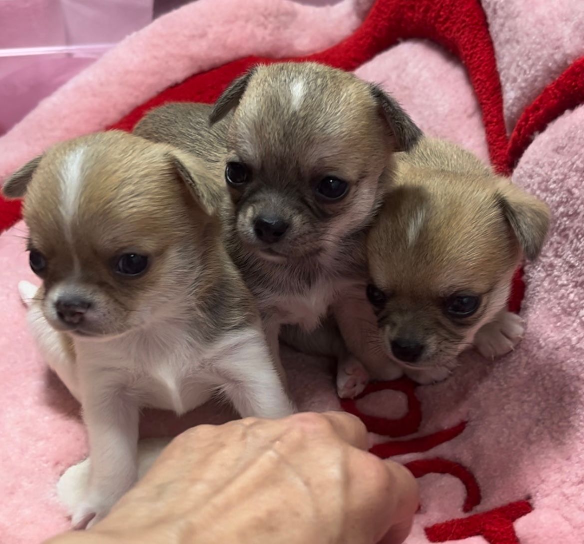 Machitos, cachorro de chihuahua macho