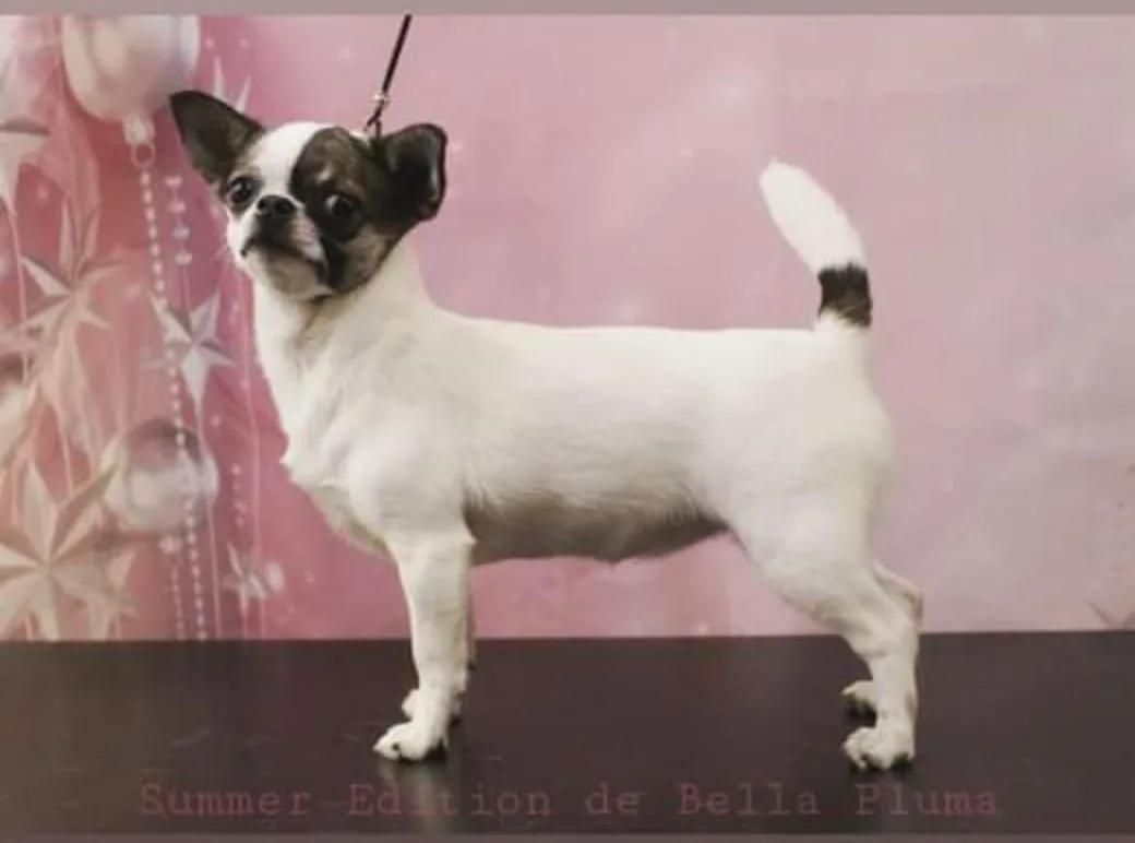 Summer Edition Bella Pluma, chihuahua hembra