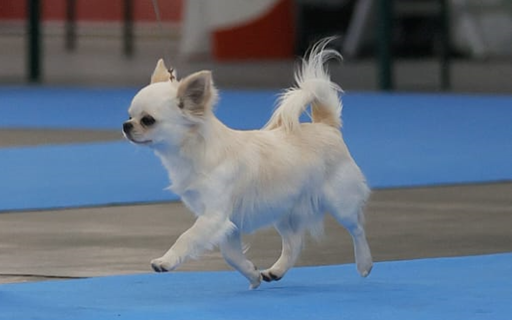 Alpha, chihuahua macho