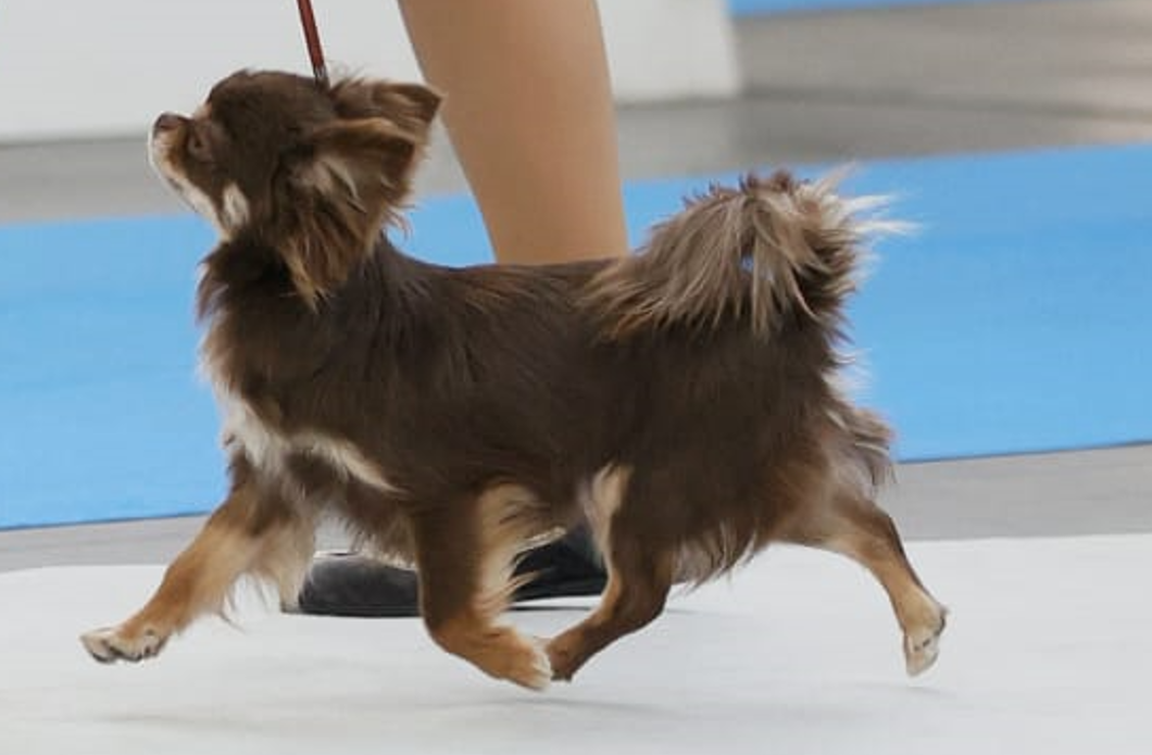 Cherry Candy, chihuahua hembra