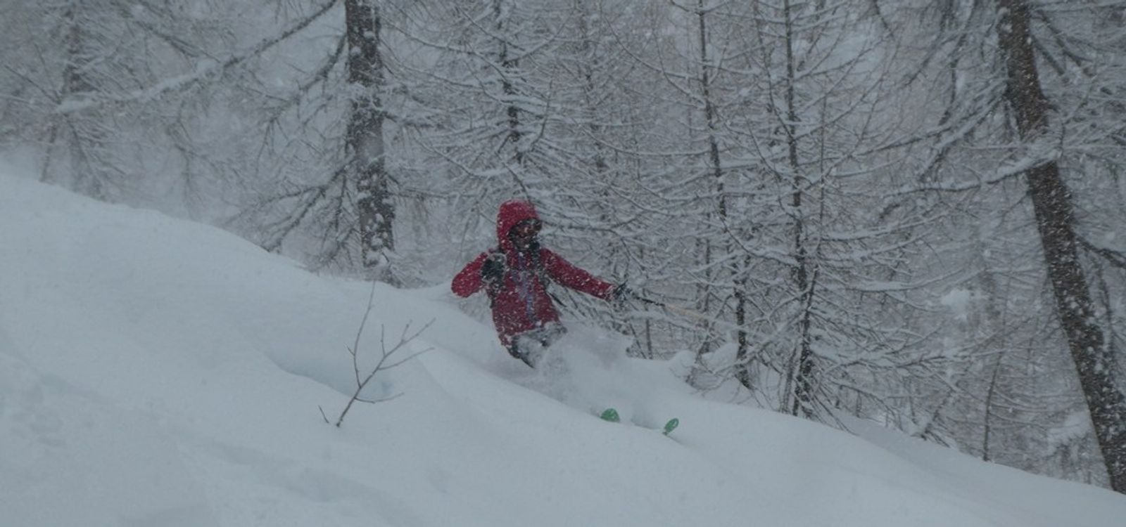 A skier in the larch forests of Narreyroux 