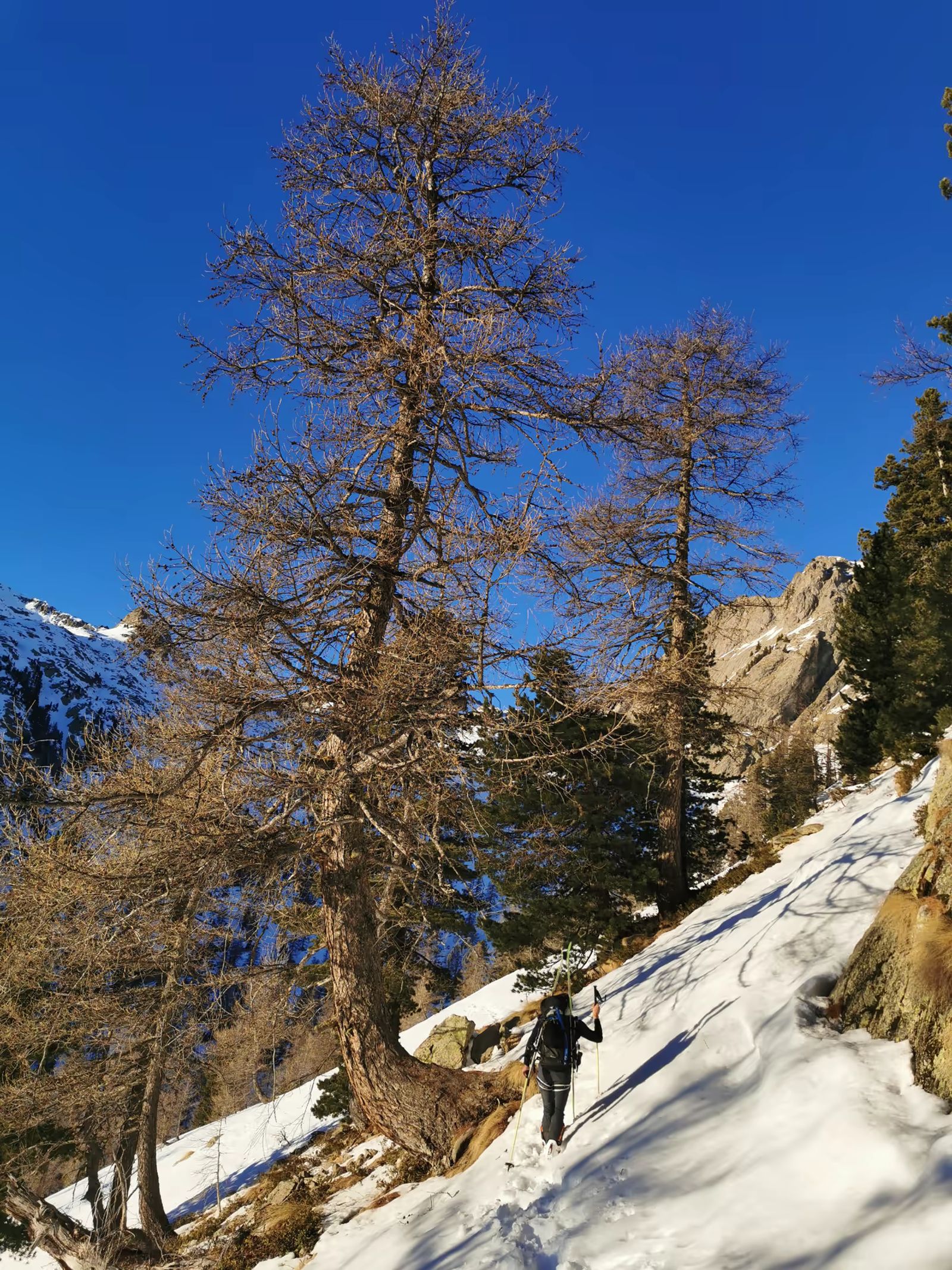 Skieur progressant entre les mélèzes pendant un raid à ski dans le Mercantour