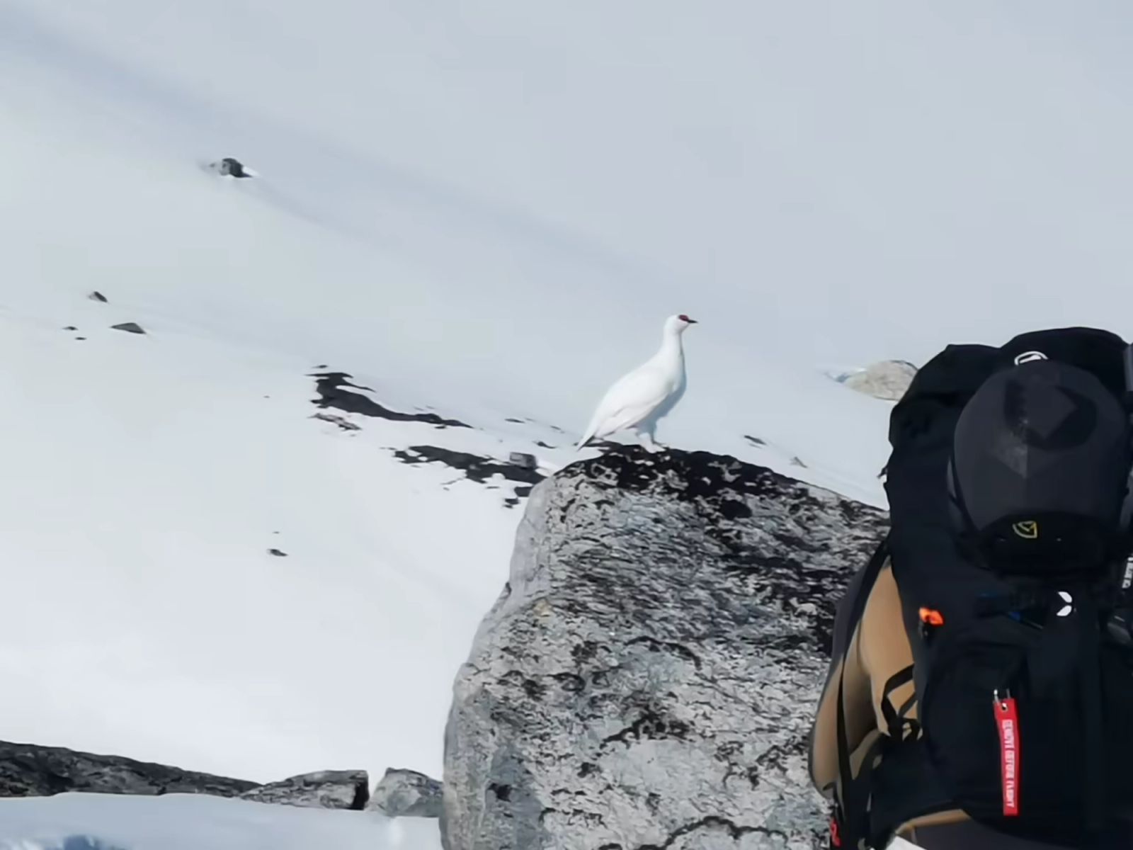 Lagopède blanc posé sur un rocher enneigé dans les montagnes du Groenland