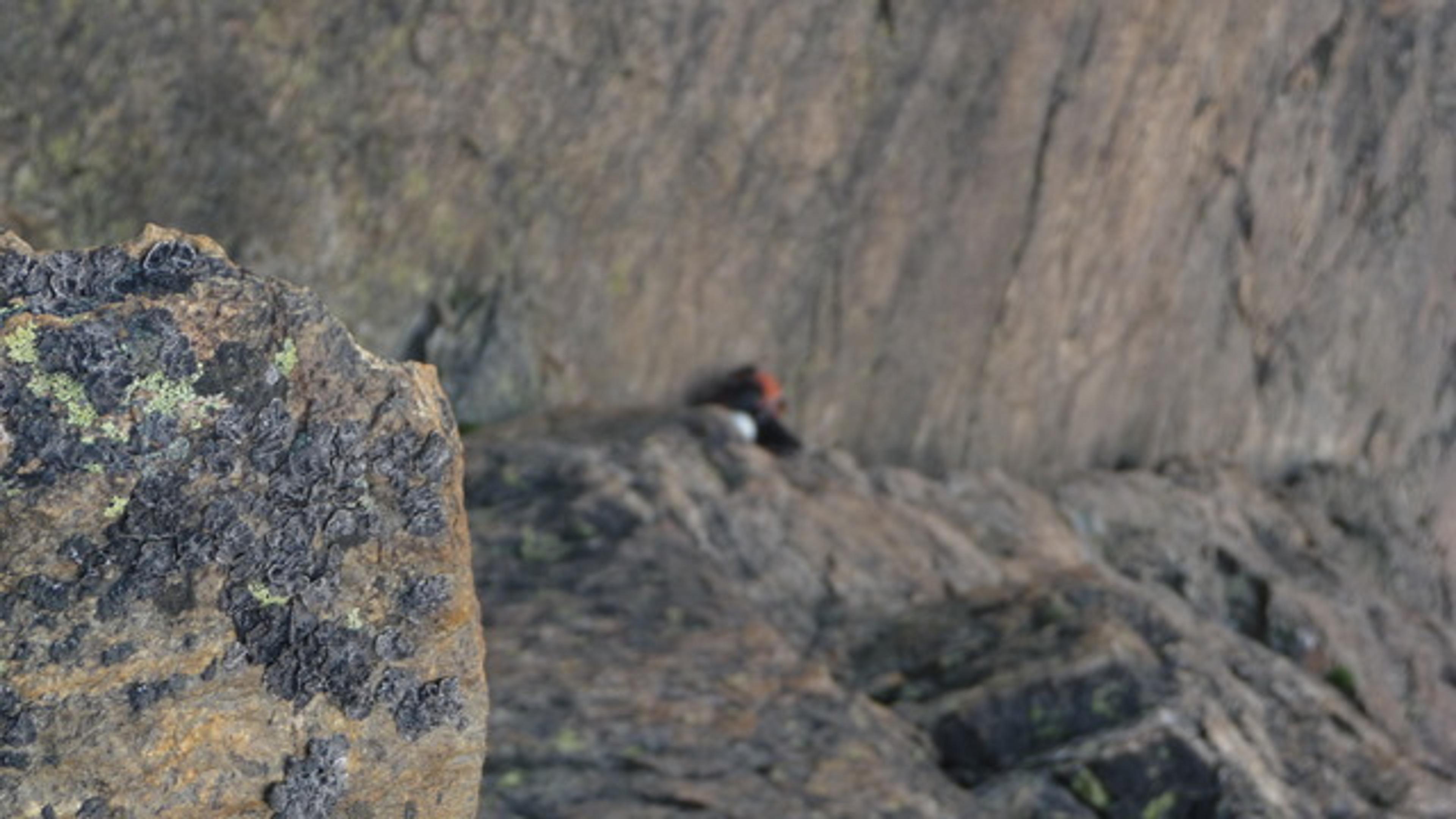 Martin avalé par la renfougne