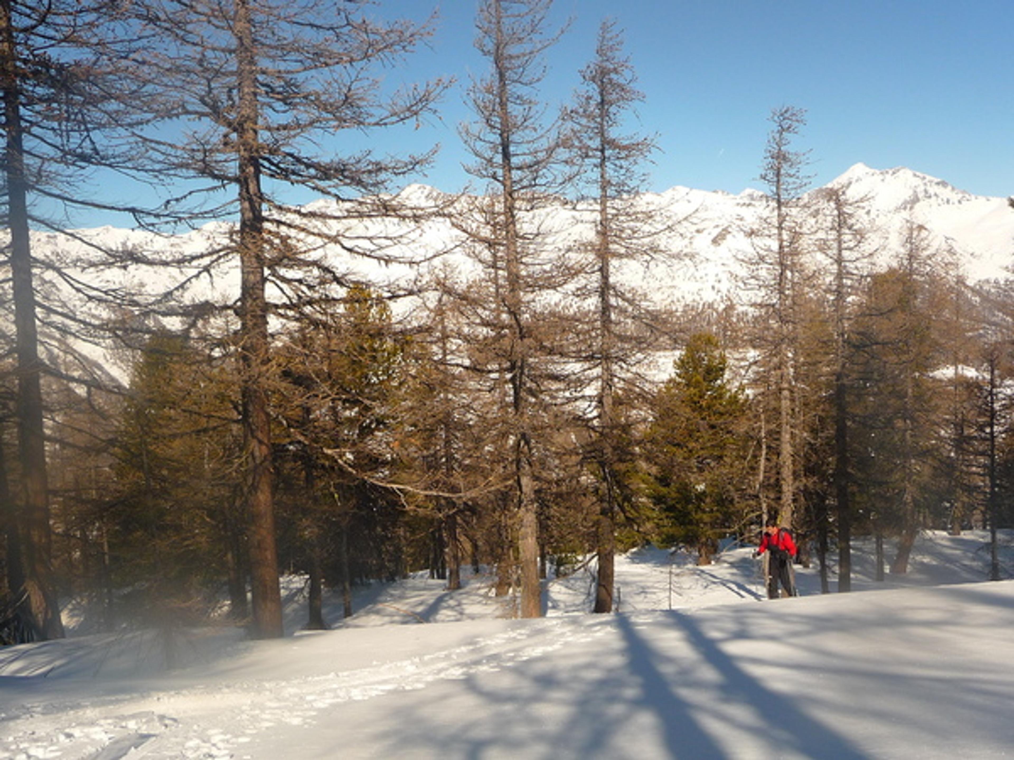 Ski - Col de la Lauze - vers la sortie de la forêt