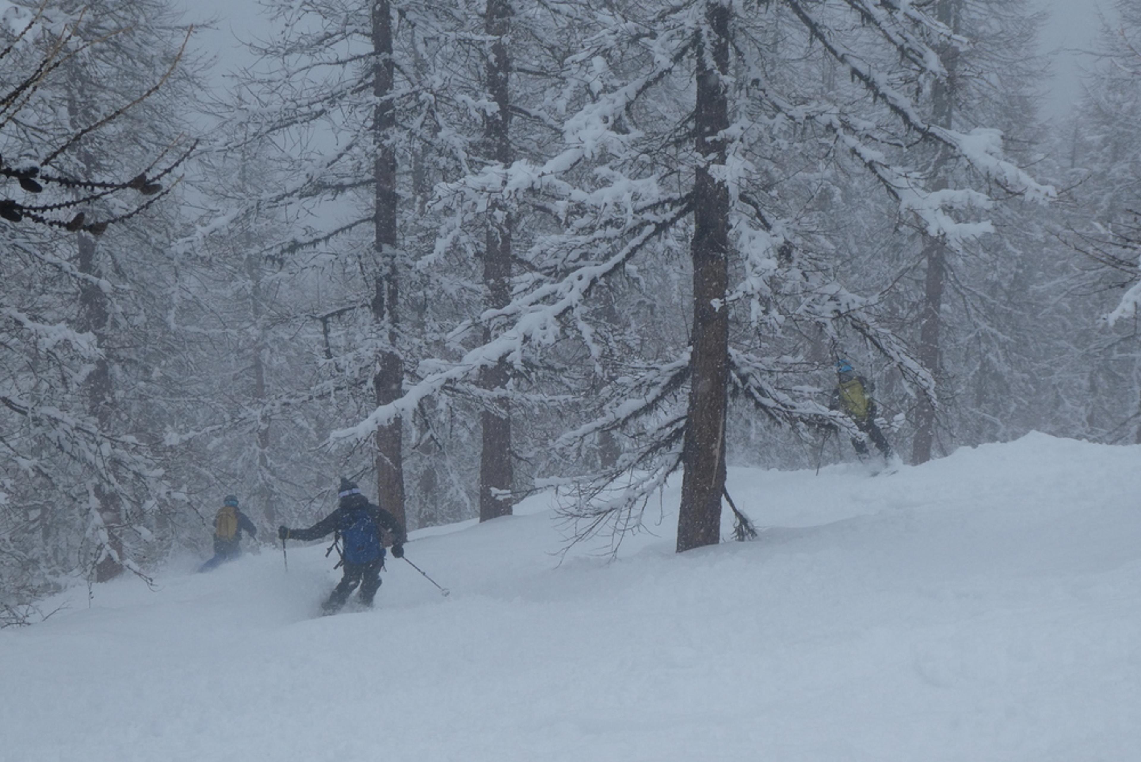 Puy-Saint-Vincent - Hors piste - Faune locale