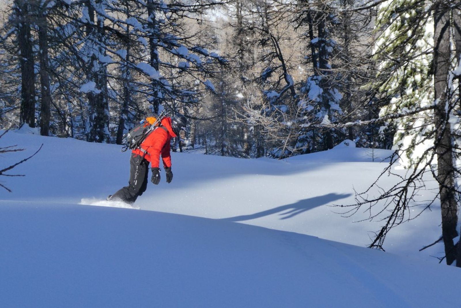 On sort pas du bois! — photo 2